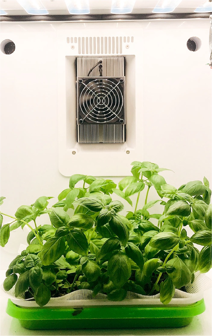 plant growing in front of a heating element