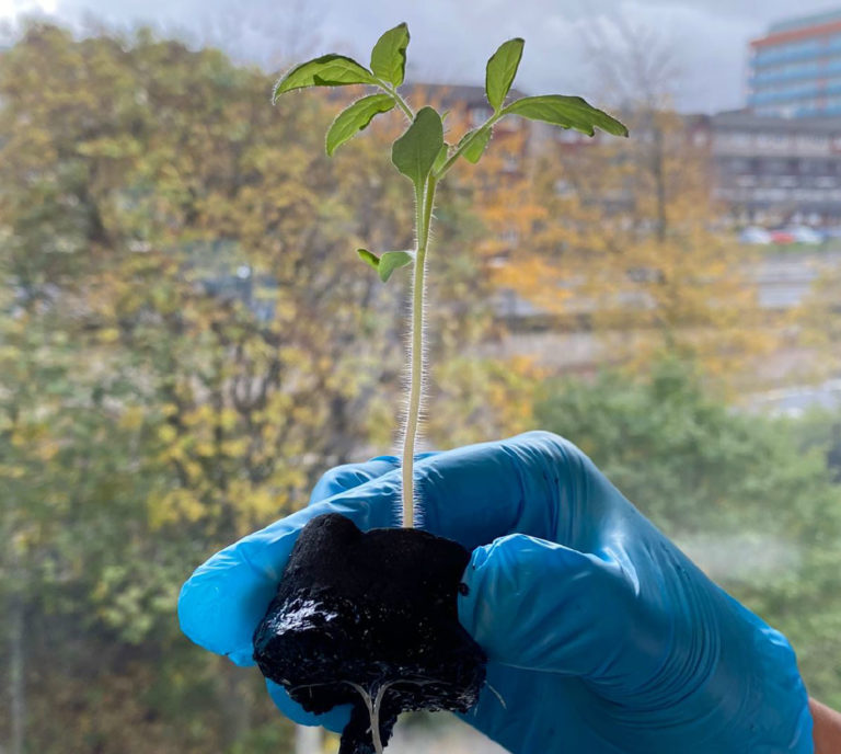 hydrogel based soil with plant growing out of it