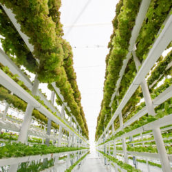 what is vertical farming