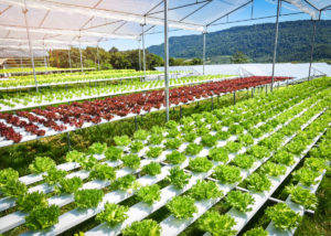 How is vertical farming impacting on climate change?