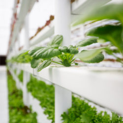 why is vertical farming so important?