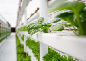 why is vertical farming so important?