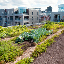 how does urban farming make a city more sustainable