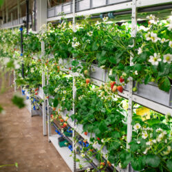 what are the pros and cons of vertical farming