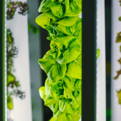 how is vertical farming sustainable