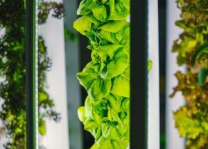 how is vertical farming sustainable