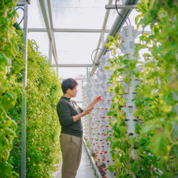 what types of crops can be grown in vertical farms