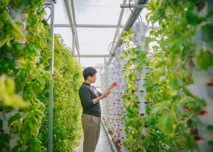what types of crops can be grown in vertical farms