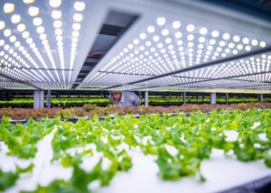 How to build a successful vertical farm