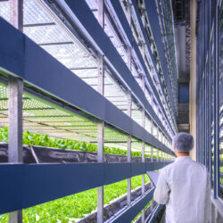 Four ways in which vertical farming benefits our environment