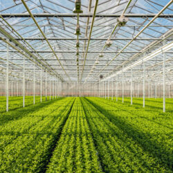 is indoor farming really more environmentally friendly than outdoor
