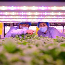 can vertical farming solve the worlds food crises