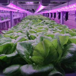 vertical farming unleashed how gelponics is changing the game