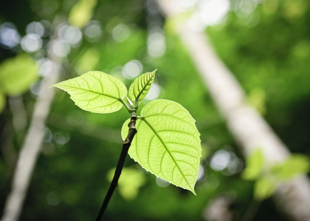sustainable growth substrate - nurturing plants to flourish