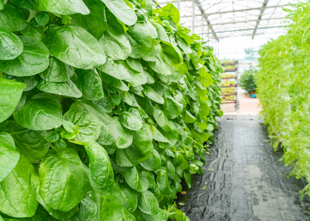 Vibrant green spinach leaves flourishing in a vertical farming setup inside a greenhouse, illustrating the innovative use of hydrogels to optimize water use and nutrient delivery in modern agriculture, thereby revolutionizing vertical farming practices.