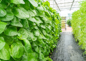 Vibrant green spinach leaves flourishing in a vertical farming setup inside a greenhouse, illustrating the innovative use of hydrogels to optimize water use and nutrient delivery in modern agriculture, thereby revolutionizing vertical farming practices.