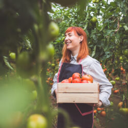 A joyful farmer holding a wooden crate filled with ripe tomatoes, standing amidst a lush greenhouse tomato garden, symbolizing the successful maximization of crop yields through the innovative use of advanced hydrogel solutions in agriculture.