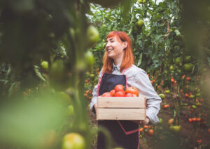 A joyful farmer holding a wooden crate filled with ripe tomatoes, standing amidst a lush greenhouse tomato garden, symbolizing the successful maximization of crop yields through the innovative use of advanced hydrogel solutions in agriculture.